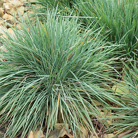 Келерия сизая (Koeleria glauca), С2
