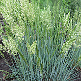 Келерия сизая (Koeleria glauca), С2, фото 2