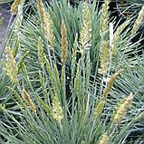 Келерия сизая (Koeleria glauca), С2, фото 3