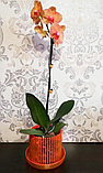 Зажимы для орхидей Botanica Божья коровка (желтый), 2шт, фото 4