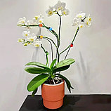 Зажимы для орхидей Botanica Божья коровка (оранжевый), 2шт, фото 4