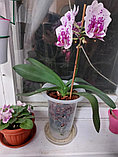 Горшок для орхидей Botanica высокий (18x23см/2.4л, прозрачный), фото 7