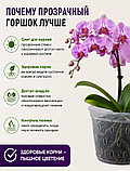 Горшок для орхидей Botanica Drop (12.5x9.2см/0.7л, прозрачный), фото 4