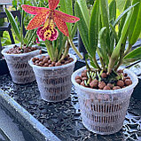 Горшок для орхидей Botanica сетчатый (14x12см/1л, прозрачный), фото 9