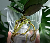 Горшок для орхидей Botanica Meshpot (18x15.5см/1.9л, прозрачный), фото 6