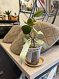 Горшок дренажный Botanica Clear (19x18см/3.4л, прозрачный), фото 4