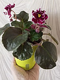 Кашпо Botanica автополив Aqua (12.5x15см, зеленый), фото 7