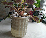 Кашпо Botanica автополив Babble (10.5x11.5см, фисташковый), фото 7