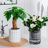 Кашпо Botanica автополив Babble (10.5x11.5см, серый), фото 10