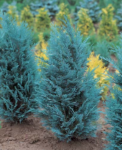 Кипарисовик Pelts Blue 80 см