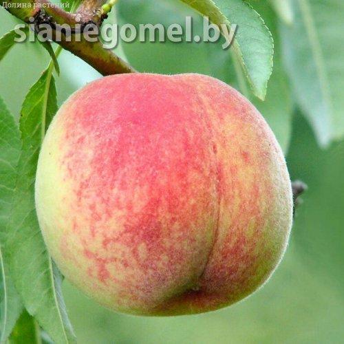 ЕЛГАВСКИЙ (персик ЗКС)