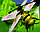 Радиоуправляемая оса пчела на радиоуправлении superbee, фото 2