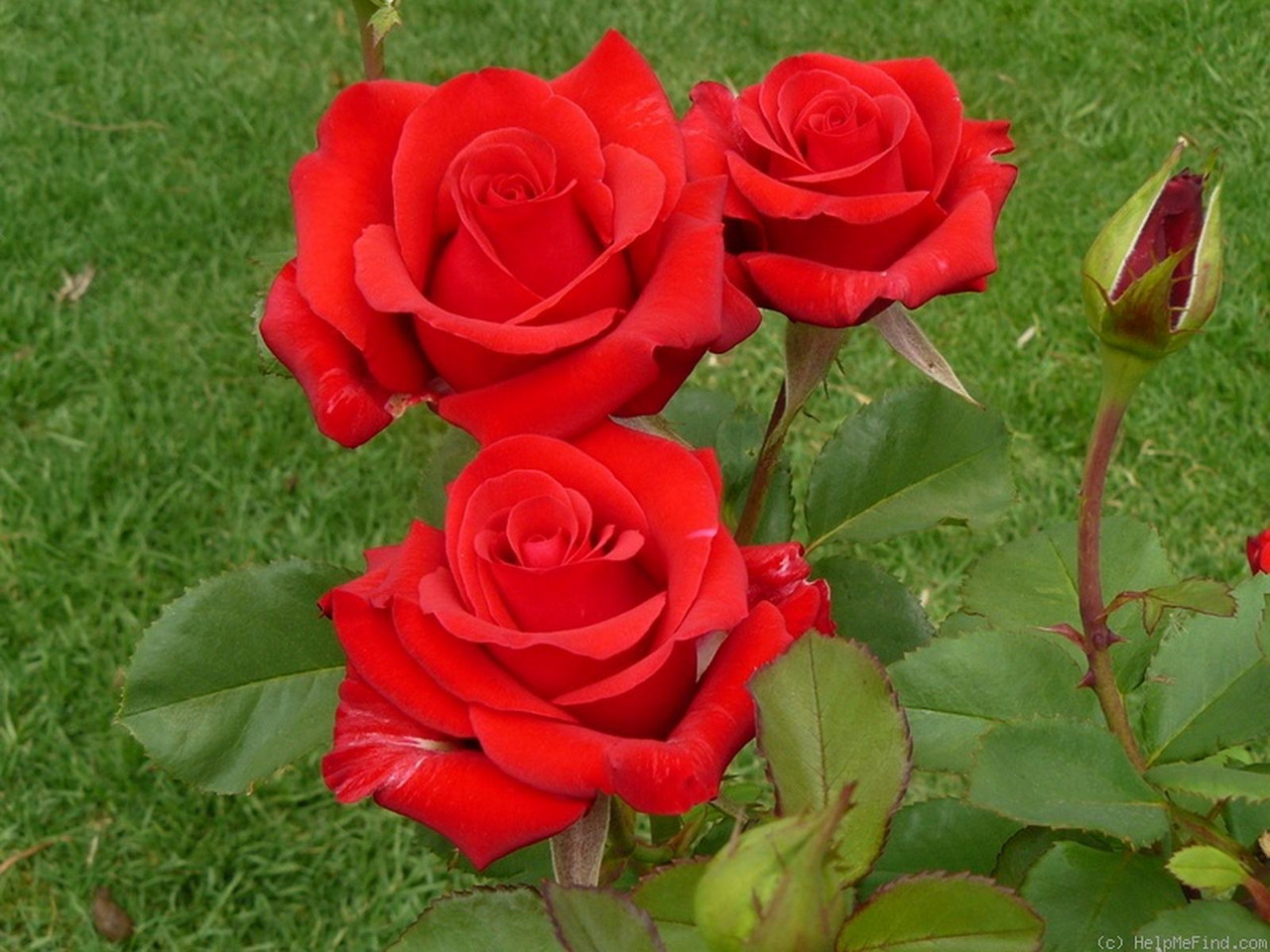 Красное саженцы роз. Розы Кардинал (Кордес).