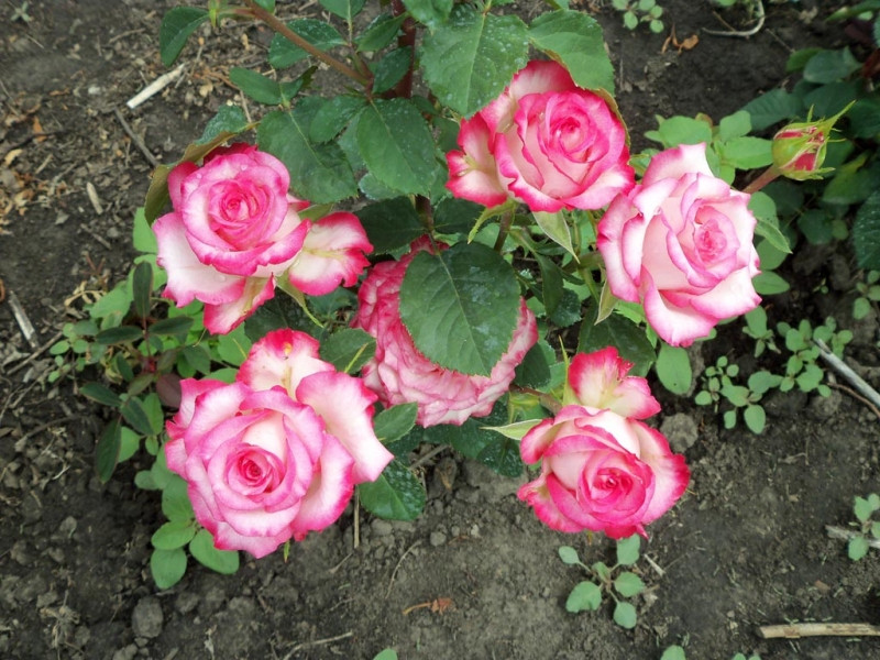 Роза чайно-гибридная 0.5 - 1 метр - фото 2 - id-p36960845