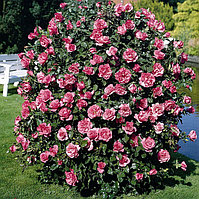 Роза парковая 1.3 - 1.5 метра