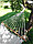 Гамак светло-бежевого цвета 2100х1100 мм, TLH012-2, фото 4