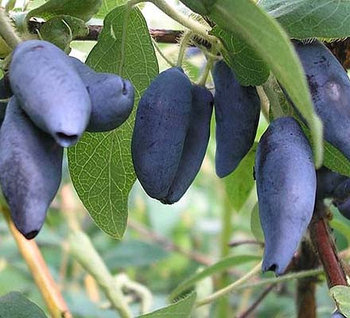 Жимолость "Голубое веретено" (однолетняя)