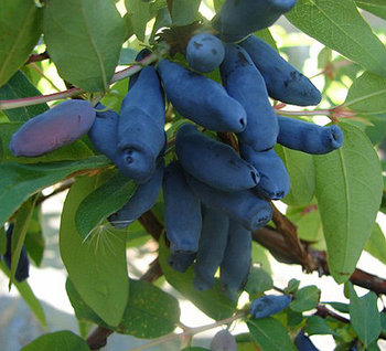 Жимолость "Томичка"