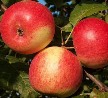 Яблоня "Ауксис" (осенняя)