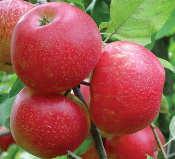 Яблоня "Хани Крисп" (зимняя) (карликовая)