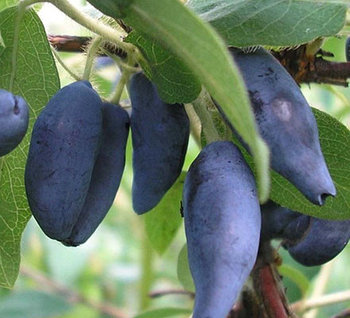 Жимолость "Павловская"