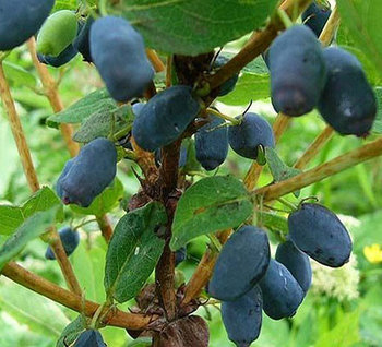 Жимолость "Нижегородская ранняя" (однолетняя)