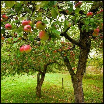 Саженцы плодовых деревьев и кустарников