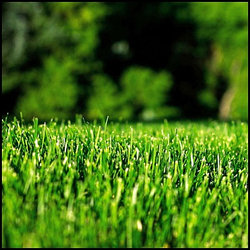 Газонная трава и сидераты