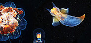 Фантастический подводный мир холодных морей