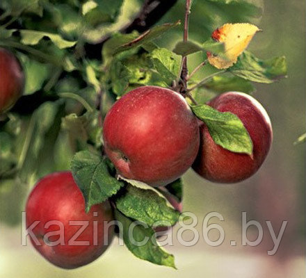 Яблоня "Мечта" (летняя)