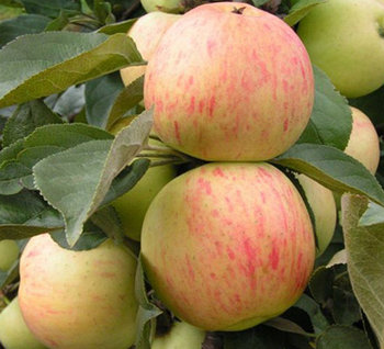 Яблоня "Юбиляр" (летняя)