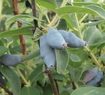 Жимолость "Ленинградский великан" (однолетняя)