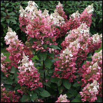 Саженцы гортензий и рододендронов