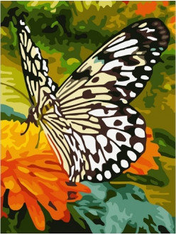 Картина по номерам Бабочка на оранжевых цветах 30х40 см, фото 2