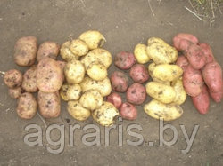 Технология производства картофеля