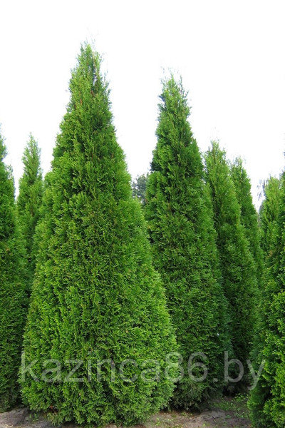 Туя Холмструп (70-80см) С5