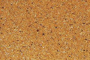 Семена горчицы белой