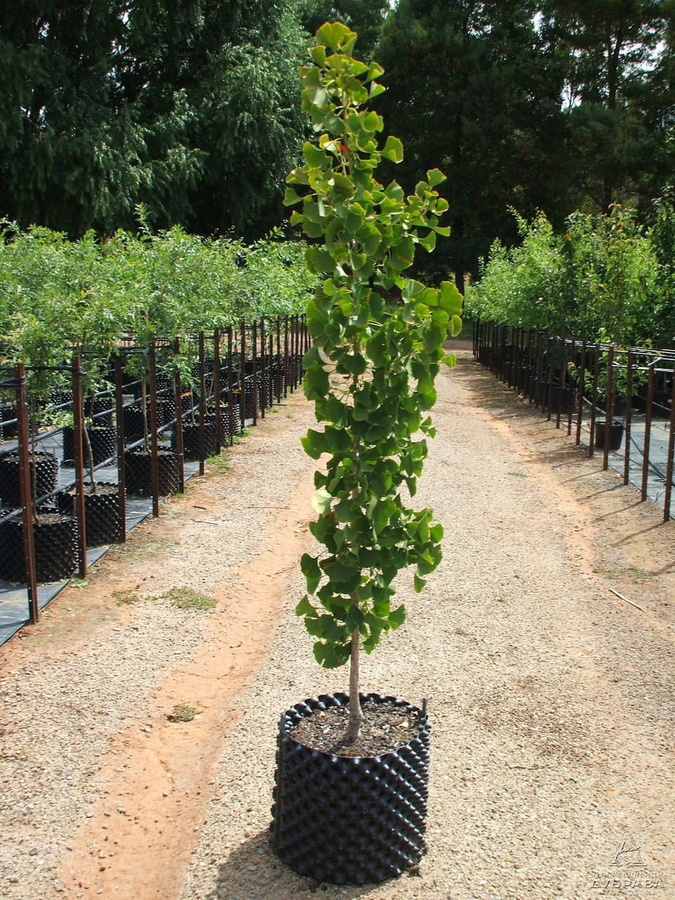 GINKGO biloba 150 см - фото 1 - id-p45156120