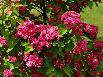 Боярышник Пауль Скарлет