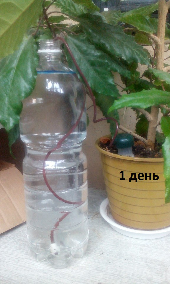 Автополив комнатных растений: часть 2. Эксперимент.