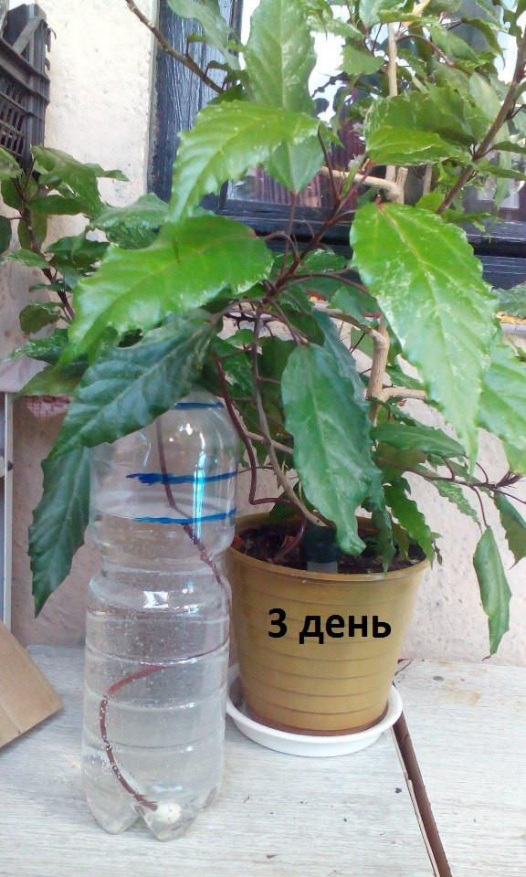 Автополив комнатных растений: часть 2. Эксперимент.