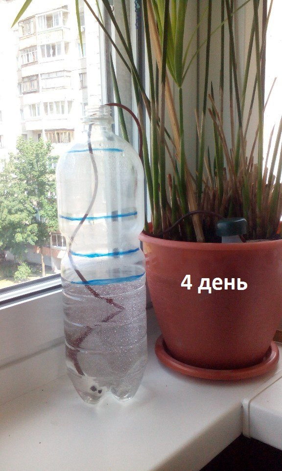 Автополив комнатных растений: часть 2. Эксперимент.