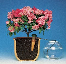 Автоматический полив комнатных растений: как это работает
