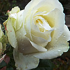 Роза чайно-гибридная Maroussia (Маруся), фото 2