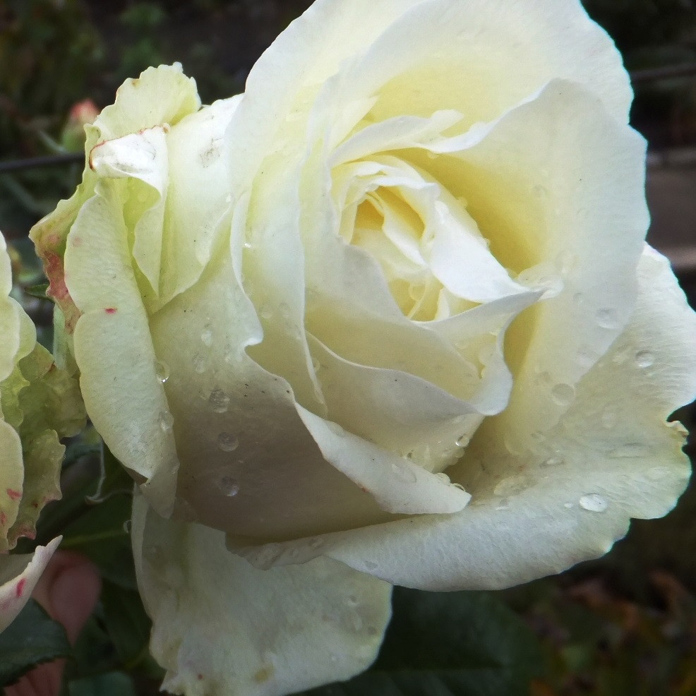 Роза чайно-гибридная Maroussia (Маруся) - фото 2 - id-p45792599
