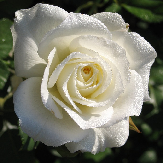 Роза чайно-гибридная Maroussia (Маруся) - фото 3 - id-p45792599