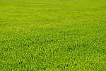 Как правильно выбирать семена газонной травы