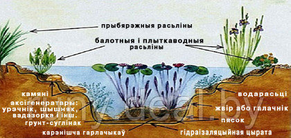 Разрэз будовы дэкаратыўнага садовога стаўка (копанкі) з выкарыстаньнем цыраты для вадаёмаў.