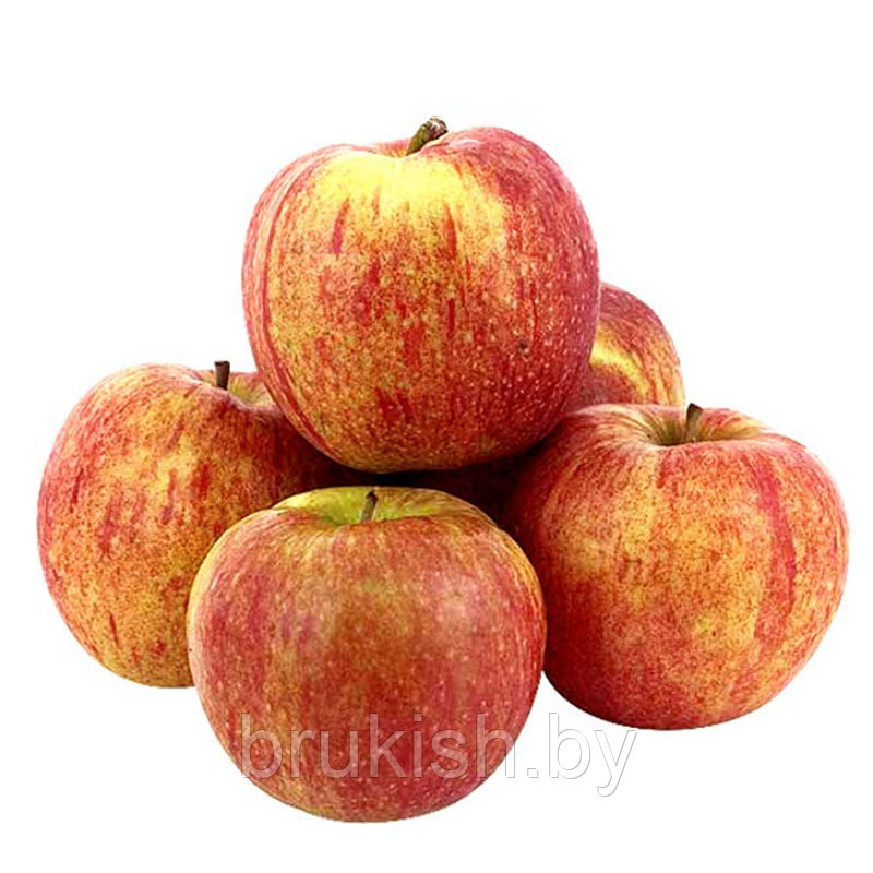 Яблоня Джонаголд