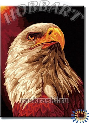 Картина по номерам Орлиный взгляд (HB3040140) 30х40 см, фото 2